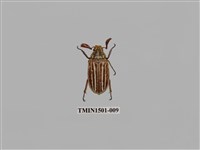 藏品(臺灣白條金龜)的圖片